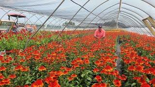 Echinacea Moab Sunset (Coneflower) // Wonderful, Colorful Perennial for Sunny, Well-drained Sites 