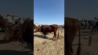 #xojeli #мухаммеднукус #shorts #bulls