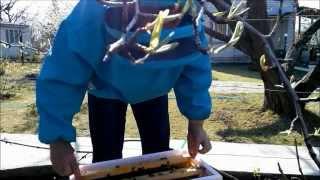Пчеловодство ранний вывод маток часть 1 Beekeeping early conclusion queens Part 1