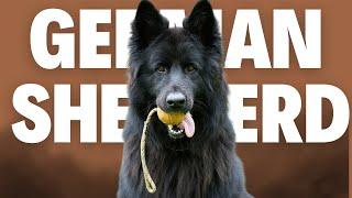 German Shepherd 101 - Everything You Need To Know