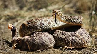 The Deadly Rattlesnakes Of The Americas