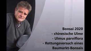 Bonsai 2020-33 - chinesische Ulme - Ulmus parviflora - Rettungsversuch eines Baumarkt-Bonsais