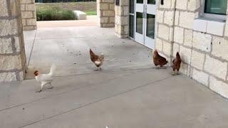 Campus chickens combat crickets at Boerne elementary school