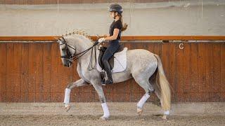 Horse for Sale |  Elite Lusitano Stallion: Future Grand Prix Star with Olympic Bloodlines (REF#787)