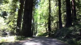 Drive Through Humboldt Redwoods State Park- California