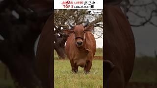 அதிக பால் தரும் 3 சிறந்த மாடுகள்!  #cowfarming #cowmilk