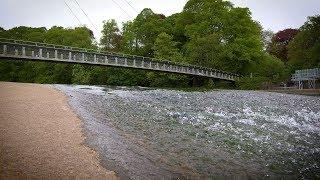 Wildlife Walk in Bute Park - Cardiff Wales - Caerdydd Cymru - River Taff - Birds and Mayfly