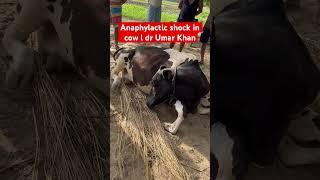 Anaphylactic shock l dr Umar Khan