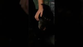 Bella gets Pets