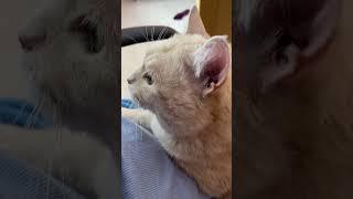 Вязание с котом это