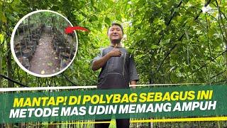 METODE MAS UDIN VERSI POLYBAG ‼ PERAWATAN CABAI DI POT ‼