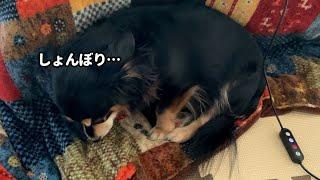 嘘が下手な犬