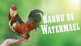 Everything you need to know about the Barbu de Watermael