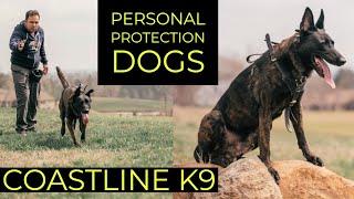 WHAT TO KNOW BEFORE GETTING A PROTECTION DOG with COASTLINE K9 | Erick Inness | YOLO PUP