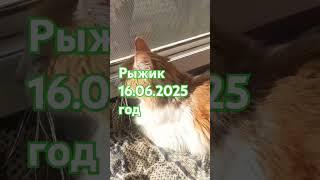 15 год котику #кот #друг #татьянаодеялкина  #девятовататьяна #рыжик  #любовь  #дружба #любимыйкот