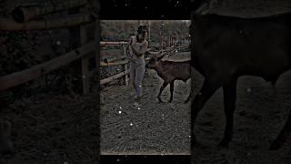 #farim #pferd #bauernhof #cowboy #trendingshorts