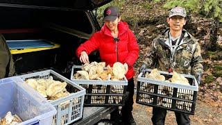 Mấy anh em bội thu Nấm Tùng Nhung cuối mùa siêu khủng hái mê 1938》Matsutake/Pine Mushrooms