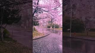 Dreamy sound