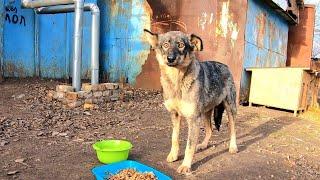 Scared Stray Dog Couldn't Believe All this Food is for her