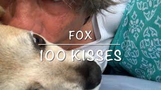 Cute Dog FOX Gets 100 Kisses