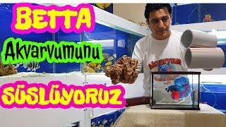 aquarium cleaning, aquarium fish, Fish species,cichlid birth,Cichlid Aquarium,cichlid