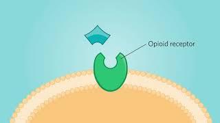 Full Opioid Agonists and Opioid Antagonists