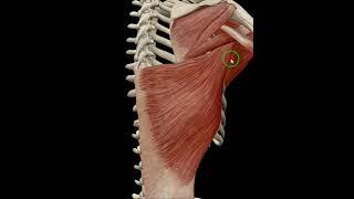 Shoulder adduction