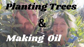 Planting Trees and Making Essential Oil in Central Portugal