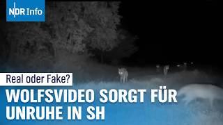 Virales Video vom Wolf in Schleswig-Holstein: Wahrheit oder Fake? I NDR Info