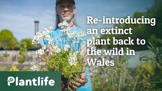 Re-introducing an extinct plant into the wild in Wales
