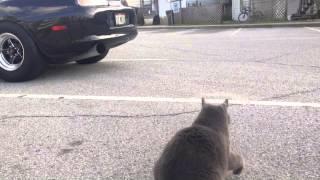 Fat Cats Reaction To 1000hp Supra