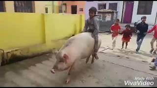 Pig Rider  Suvar ki Sawari