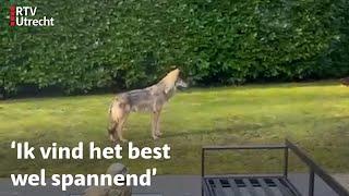 Wolf loopt door achtertuin Bosch en Duin, bewoners niet erg onder de indruk | RTV Utrecht