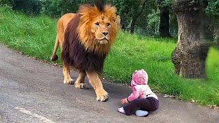 When Lion Saw This Boy On The Road, What He Did Next Left Everyone In Shock