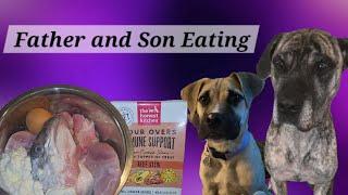 Father and Son Review Honest Kitchen Immune Support Topper | Raw Meal