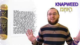 Мезуза (מְזוּזָה) ?  Что такое мезуза? История создания мезузы. Зачем нужна мезуза?