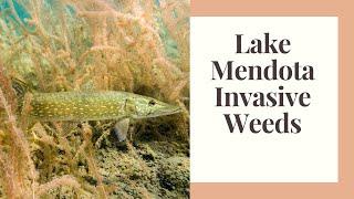 Lake Mendota and Eurasian Water Milfoil: Invassive Weed control