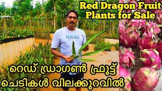 Red Dragon Fruit Plants for Sale| ഈ ചെടിക്ക് ഒരു പ്രത്യേകതയുണ്ട് | Part-3