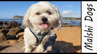 Malshi Dog (My EXPERIENCE With the Malshi Dog) Small Designer Breed [Maltese Shih Tzu mix] Dogs 101