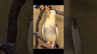 Cockatiel Scream Song. Parrot Cockatiel best singing.Cockatiel Mating Call. Cockatiel Bird Sound 