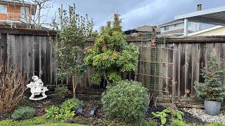 Garden Tour, Back Yard (4K) - New Year 2025