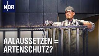 Streit um den Aal: Zwischen Aalaussatz und Fangverbot | Doku | NDR | 45 Min