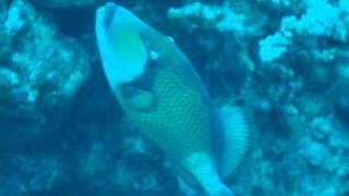 TRIGGERFISH!