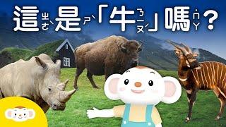 【樂樂帶你探險去】誰是牛親戚？動物園找牛去｜小行星樂樂TV