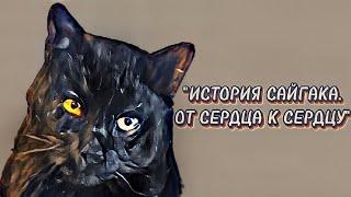 Фильм "Сайгак" Спасение бездомного кота 