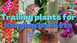 15 Best Hanging Trailing Plants for Hanging Baskets