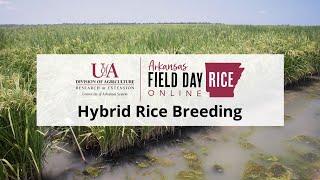 Rice Field Day Online - Hybrid Rice Breeding