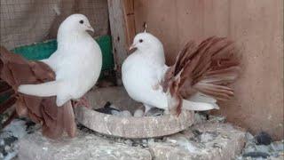 Red tail pigeon ️ || pets town || #pigeon #birds #animallover #petvideos