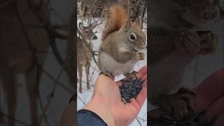 Squirrel Hand Feeding with Curious Deer