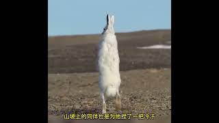 白狼群獵殺野兔 #神奇動物在抖音 #野生動物零距離 #動物世界